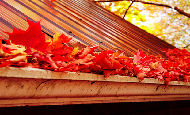 Tecta America Commercial Roofing - Fallen Leaves in Gutter