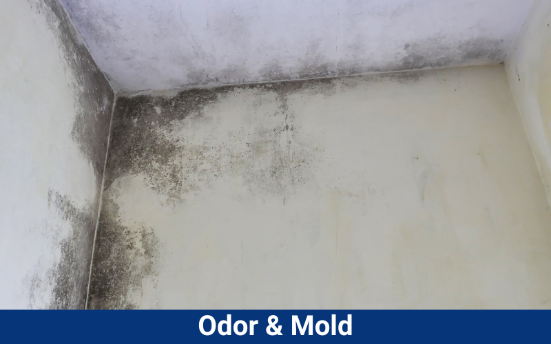 Odor & Mold